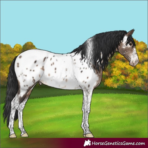 Horse Color:Brown Dun Tobiano Appaloosa