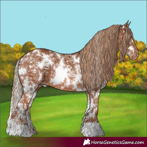 Horse Color:White Spotted Chestnut Ice Appaloosa 