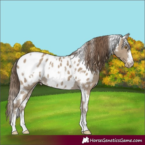Horse Color:White Spotted Classic Cream Champagne Appaloosa 