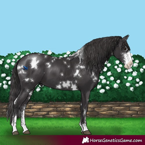 Horse Color:White Spotted Smoky Black Sabino