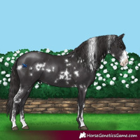 Horse Color:White Spotted Smoky Black Sabino 