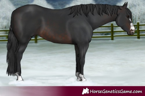 Horse Color:Brown 