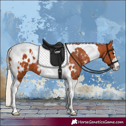 Horse Color:Silver Bay Tobiano Appaloosa 