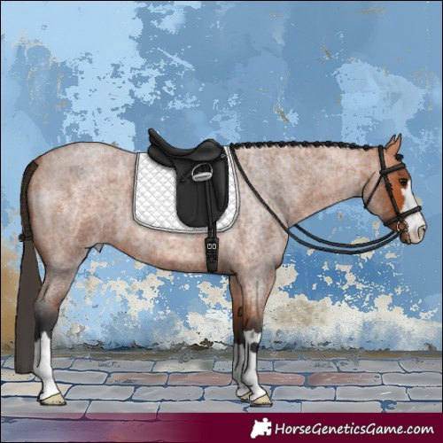 Horse Color:Bay Roan 
