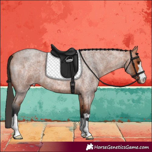 Horse Color:Bay Roan 