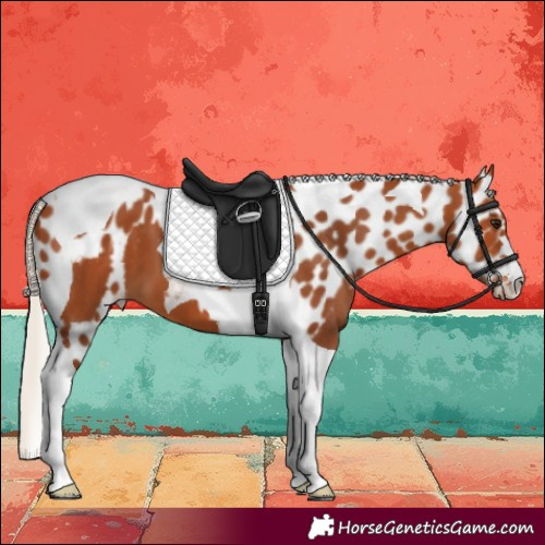 Horse Color:Silver Bay Tobiano Skewed LP Spotted 