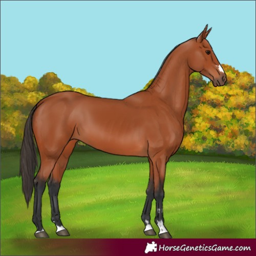 Horse Color:Bay 