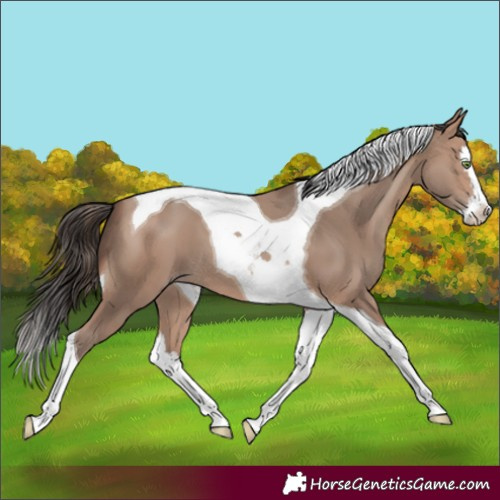 Horse Color:Sable Champagne Splash Tobiano 