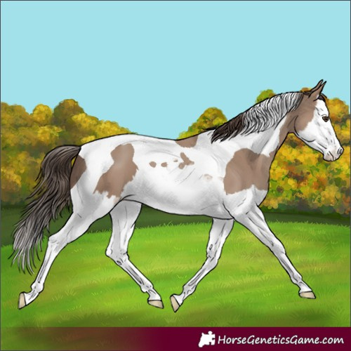 Horse Color:Classic Champagne Splash Tobiano 