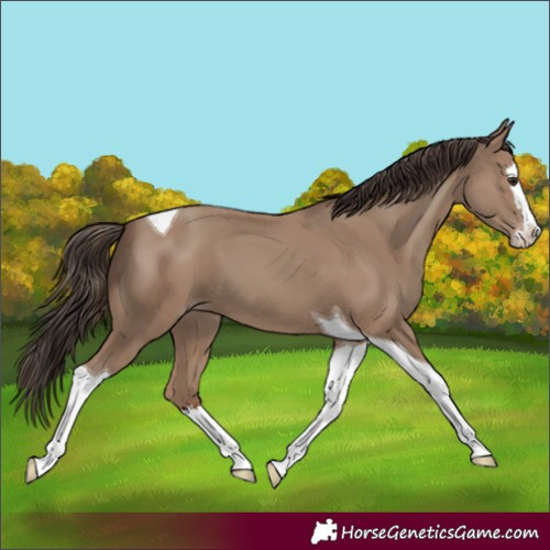 Horse Color:Classic Champagne Splash Tobiano 