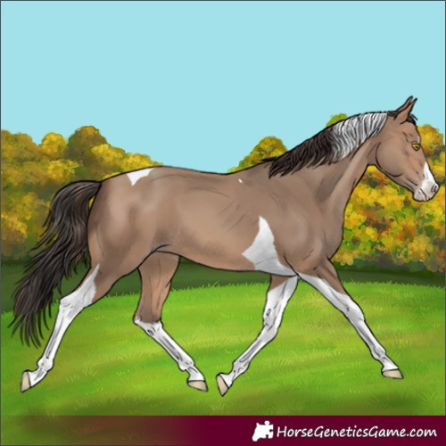 Horse Color:Sable Champagne Splash Tobiano