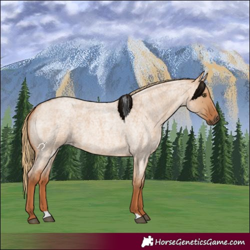 Horse Color:Red Dun Roan 
