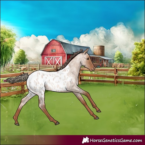 Horse Color:Red Dun Roan Appaloosa 