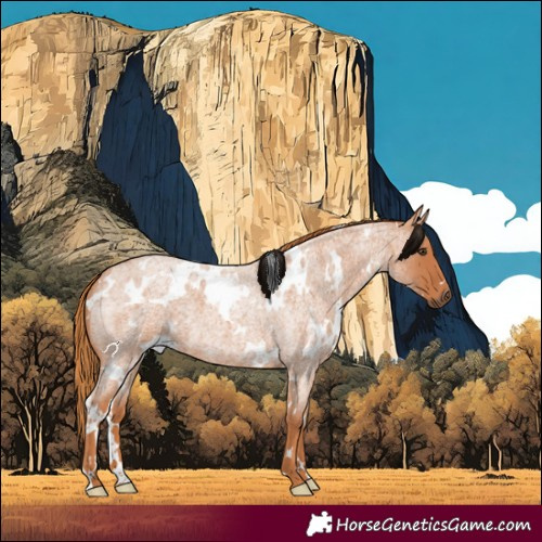 Horse Color:White Spotted Red Roan