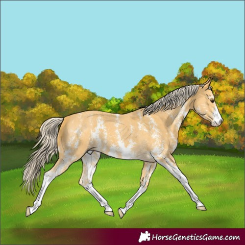 Horse Color:Palomino Sabino 