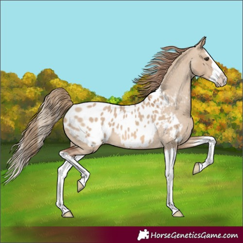Horse Color:Red Dun Splash Blanket