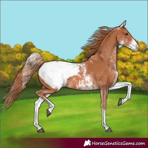 Horse Color:White Spotted Chestnut Appaloosa 