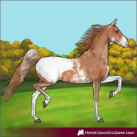 Horse Color:White Spotted Chestnut Snowcap 