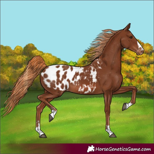 Horse Color:Unknown 