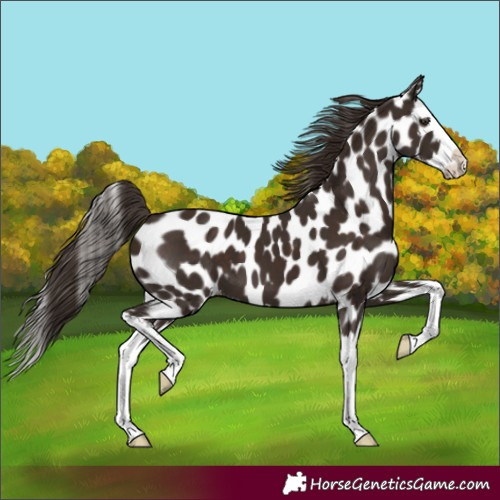 Horse Color:Liver Chestnut Splash Leopard