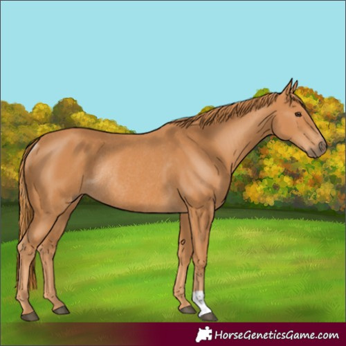 Horse Color:Chestnut Rabicano 