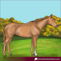 Horse Color:Chestnut Rabicano 