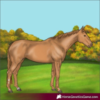 Horse Color:Chestnut Rabicano 