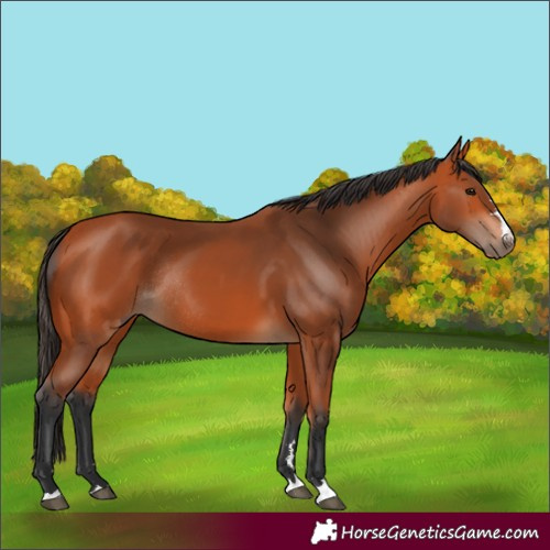 Horse Color:Bay Rabicano 