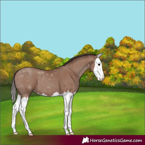 Horse Color:Classic Champagne Splash 