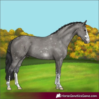 Horse Color:Grullo