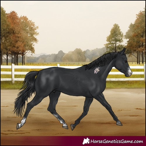Horse Color:Black Sabino 