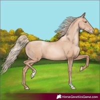 Horse Color:Gold Champagne Pearl Rabicano