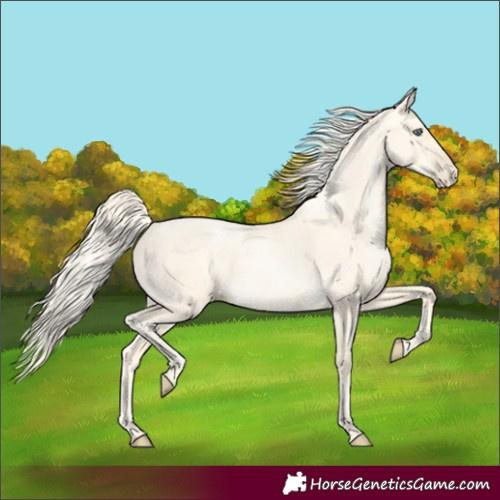 Horse Color:Gold Cream Champagne Pearl Dun Rabicano