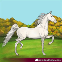 Horse Color:Gold Cream Champagne Pearl Dun Rabicano