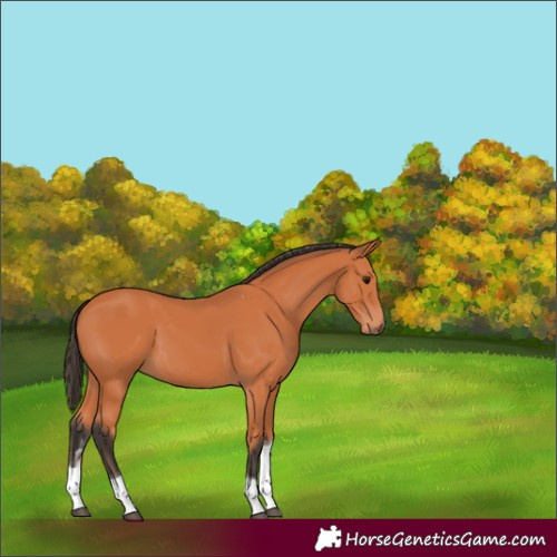Horse Color:Bay Tobiano 