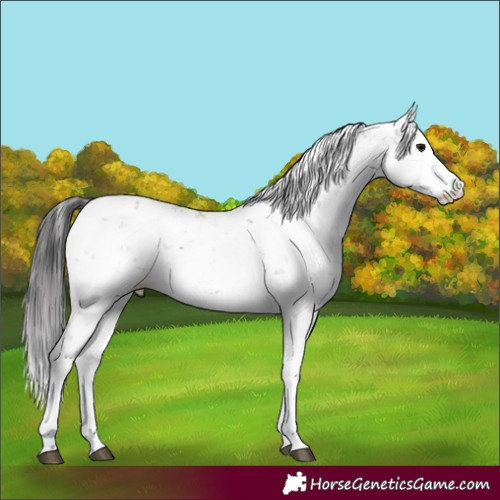 Horse Color:Smoky Black Ice Sabino Rabicano