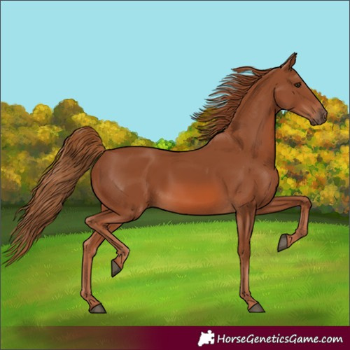 Horse Color:Chestnut 