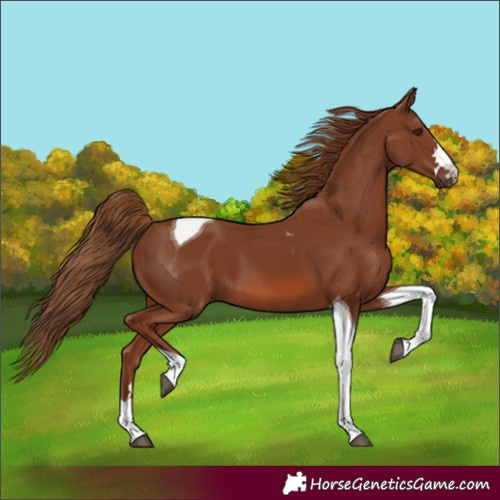Horse Color:Chestnut Tobiano