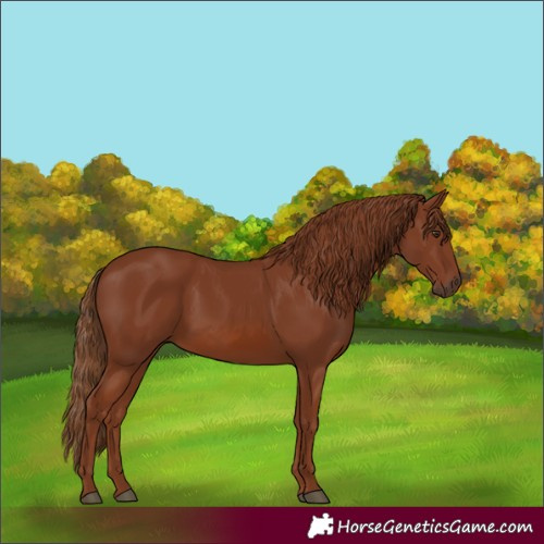 Horse Color:Chestnut 