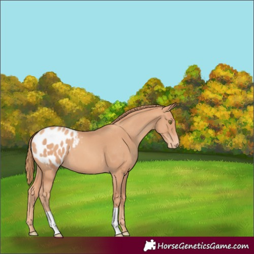 Horse Color:Gold Champagne Appaloosa 