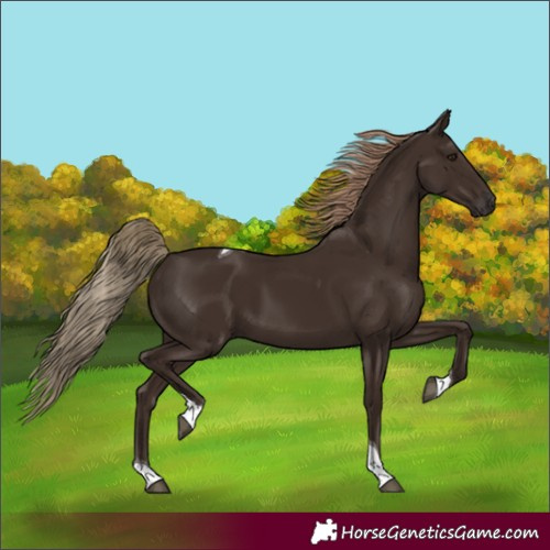 Horse Color:Unknown 