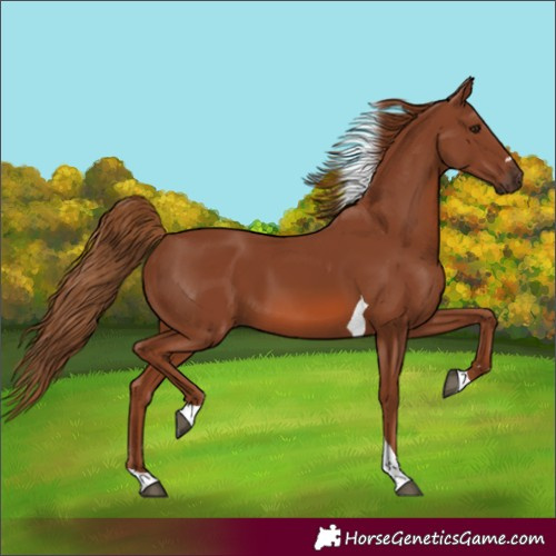 Horse Color:Chestnut Tobiano 
