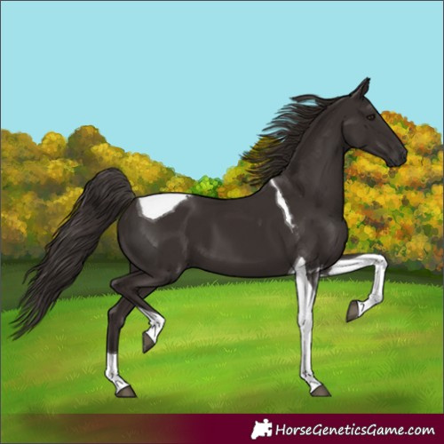Horse Color:Liver Chestnut Tobiano 