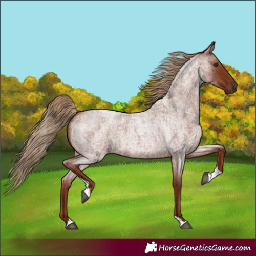 Horse Color:Red Roan Tobiano