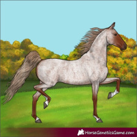 Horse Color:Red Roan Tobiano 