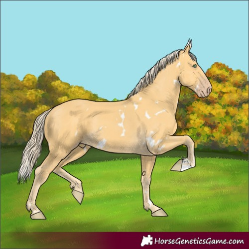 Horse Color:White Spotted Gold Cream Champagne 