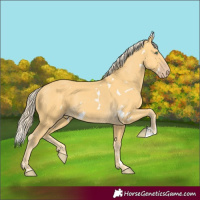 Horse Color:White Spotted Gold Cream Champagne