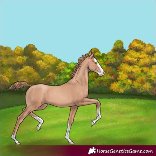 Horse Color:Gold Champagne Splash 