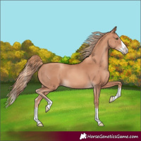 Horse Color:Gold Champagne Splash