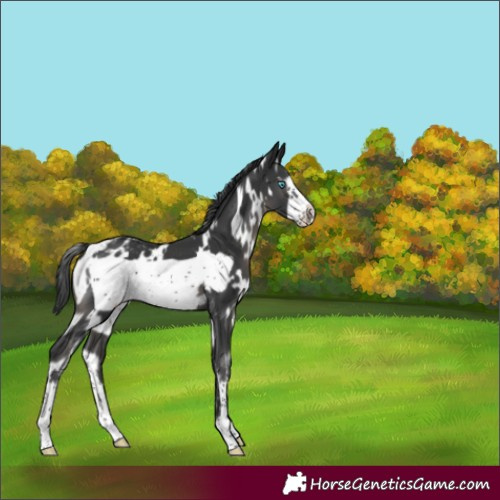Horse Color:Unknown 